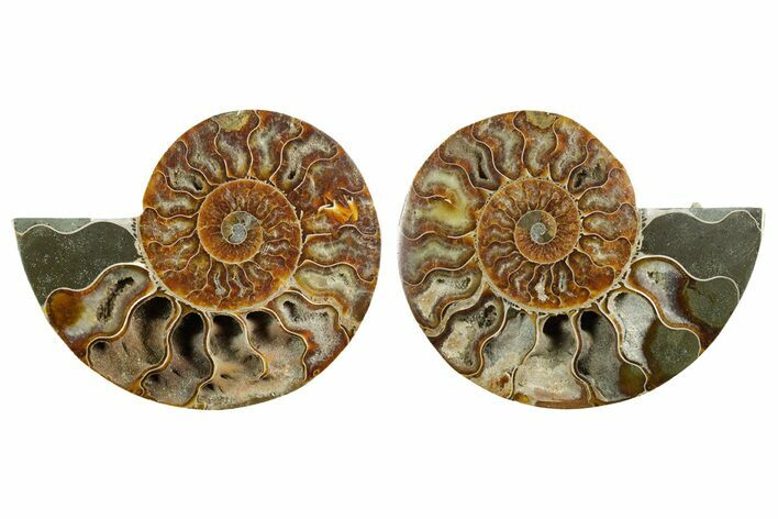 Cut & Polished, Agatized Ammonite Fossil - Madagascar #347534